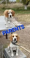 SASSY LEMON/WHITE BEAGLE, a female Beagle for sale in Fontana, CA – 3 of 3