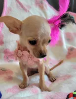 LIL TEACUP MAGGIE, a female Chihuahua for sale in Dallas, TX – 2 of 7