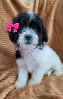 Clara, a female Poodle - Miniature  for sale in Fontana, CA – 3 of 7