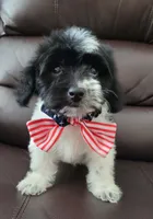 GRUMPY, a male Maltipoo for sale in Dallas, TX – 2 of 2