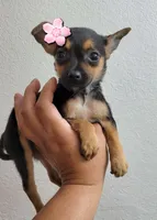LIL TEACU RITA, a female Chihuahua for sale in Longview, TX – 1 of 3