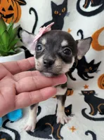 Teacup MITZI, a female Chihuahua for sale in Fontana, CA – 3 of 5