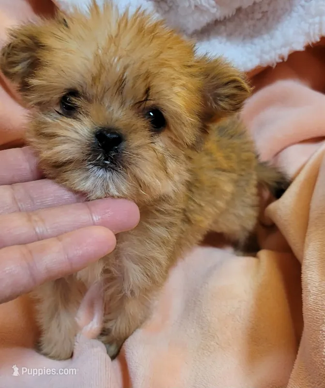 LIL TEACUP PACO – Shorkie puppy for sale in Moreno Valley, CA