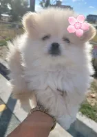 BEAR FACE BELLA, a female Pomeranian for sale in Mesquite, TX – 3 of 5