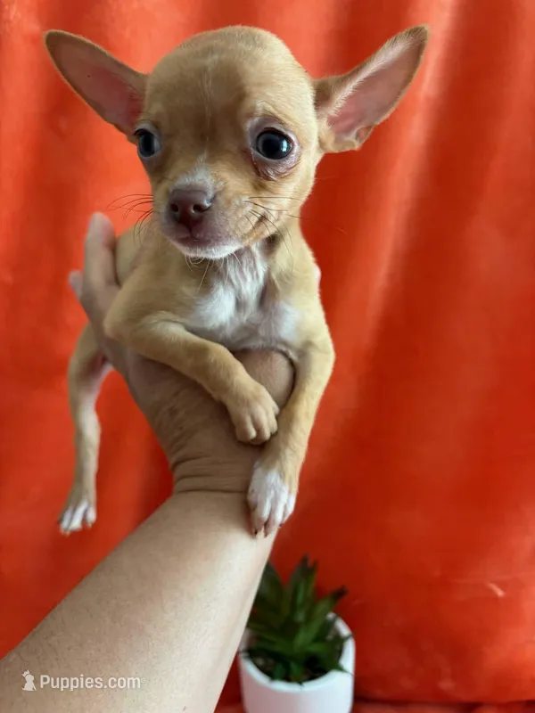 Taquito  – Chihuahua puppy for sale in Los Angeles, CA