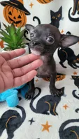 TEACUP ENZO, a male Chihuahua for sale in Fontana, CA – 3 of 7