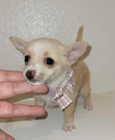 Molly, a female Chihuahua for sale in Dallas, TX – 3 of 4