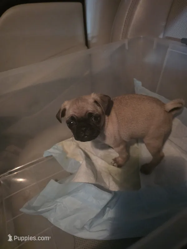 OTIS  – Pug puppy for sale in Dallas, TX