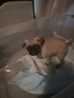 OTIS , a male Pug for sale in Dallas, TX – 1 of 2
