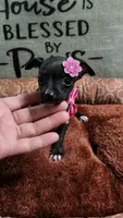 LIL TEACUP ZELDA , a female Chihuahua for sale in Santa Barbara, CA – 2 of 5