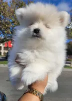 Dave, a male Pomeranian for sale in Mesquite, TX – 1 of 5