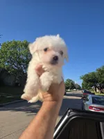 Lucky, a male Poodle - Toy  for sale in Dallas, TX – 4 of 4