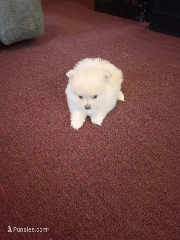 BEAR FACE ALVIN – Pomeranian puppy for sale in Fontana, CA