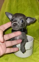 Lil TEACUP BLUE, a male Chihuahua for sale in Garland, TX – 6 of 6