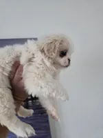 Zelda, a female Pekingese for sale in Garland, TX – Photo 1 of 4