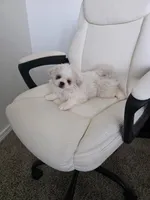 Zelda, a female Pekingese for sale in Garland, TX – Photo 4 of 4