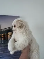 Zelda, a female Pekingese for sale in Garland, TX – Photo 2 of 4