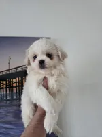 Zelda, a female Pekingese for sale in Garland, TX – Photo 3 of 4