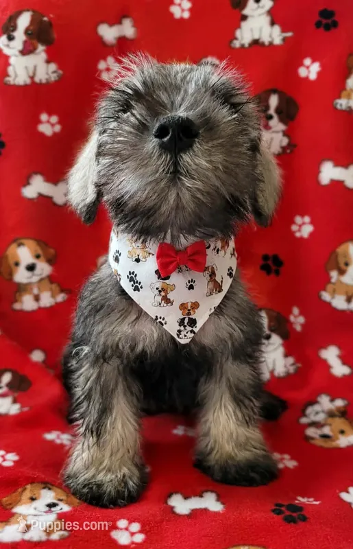 MINIATURE SCHNAUZER "OTTO" – Miniature Schnauzer puppy for sale in Fontana, CA