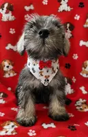 MINIATURE SCHNAUZER "OTTO", a male Miniature Schnauzer for sale in Fontana, CA – 1 of 3