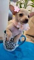 Lil lucy, a female Chihuahua for sale in Covina, CA – 4 of 8