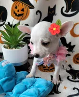 TEACUP TINA, a female Chihuahua for sale in Fontana, CA – 3 of 4