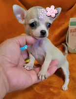 TeaCUP MITSI( DELIVERY AVAILABLE), a female Chihuahua for sale in Fontana, CA – 2 of 3