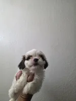 SHIH TZU MALE 1, a male Shih Tzu for sale in Fontana, CA – 4 of 7