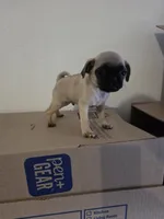 CHARLIE , a male Pug for sale in Dallas, TX – 4 of 4