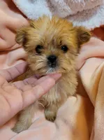 LIL TEACUP PACO, a male Shorkie for sale in Moreno Valley, CA – 2 of 4