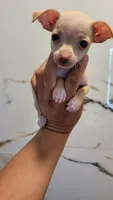 LIL TEACUP GUERA, a female Chihuahua for sale in Fontana, CA – 5 of 5