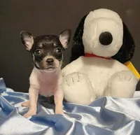 Lil TINY TIM, a male Chihuahua for sale in Moreno Valley, CA – 3 of 4