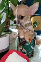 LIL TEACUP BANDIT, a male Chihuahua for sale in Katy, TX – 2 of 10