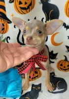 TEACUP LILAC JERRY, a male Chihuahua for sale in Fontana, CA – 3 of 5