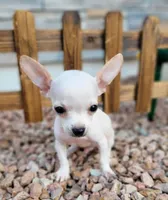 LIL JERRY , a male Chihuahua for sale in Bakersfield, CA – 2 of 10
