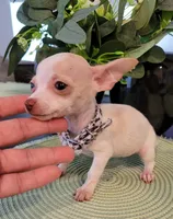 TINY, a female Chihuahua for sale in Dallas, TX – 3 of 4