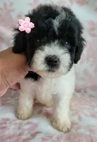 ROSY, a female Poodle - Toy  for sale in Moreno Valley, CA – 4 of 5