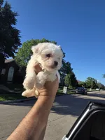 Lucky, a male Poodle - Toy  for sale in Dallas, TX – 3 of 4