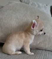 LOBITO THE LIL APPLEHEAD , a male Chihuahua for sale in Moreno Valley, CA – 5 of 10