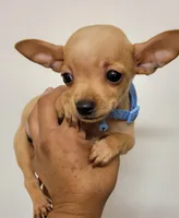 LIL SMILEY, a male Chihuahua for sale in Fontana, CA – 1 of 5