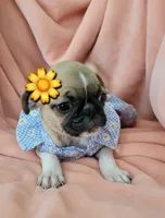 Molly, a female Pug for sale in Elizabeth, NJ – 4 of 7