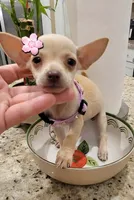 Lil lucy, a female Chihuahua for sale in Moreno Valley, CA – 9 of 10