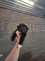 Spike, a male Pomeranian for sale in Dallas, TX – 5 of 5