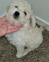 RUFO, a male Maltipoo for sale in Los Angeles, CA – 2 of 4
