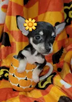 Teacup MITZI(DELIVERY AVAILABLE), a female Chihuahua for sale in Arlington, TX – 3 of 5