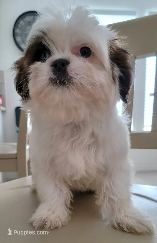 COCO  – Shih Tzu puppy for sale in Dallas, TX