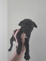 Molly, a female Pug for sale in Dallas, TX – Photo 2 of 4