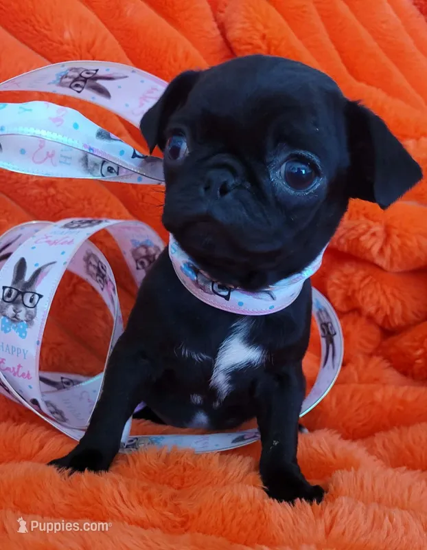 Molly – Pug puppy for sale in Dallas, TX