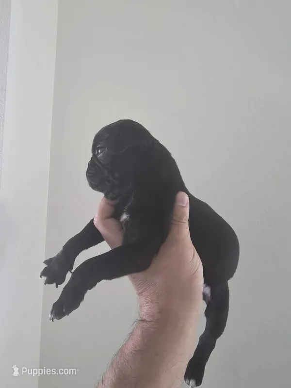 Molly – Pug puppy for sale in Dallas, TX