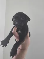 Molly, a female Pug for sale in Dallas, TX – Photo 4 of 4